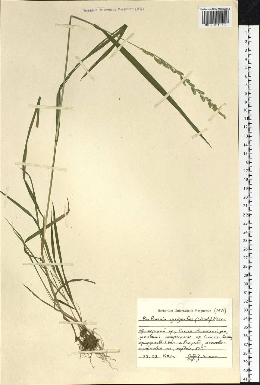 Beckmannia syzigachne (Steud.) Fernald, Siberia, Russian Far East (S6) (Russia)