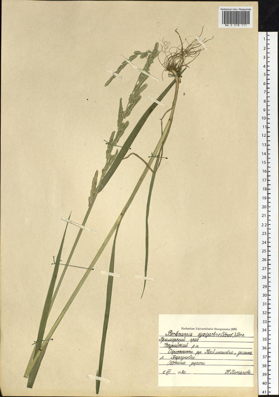 Beckmannia syzigachne (Steud.) Fernald, Siberia, Russian Far East (S6) (Russia)