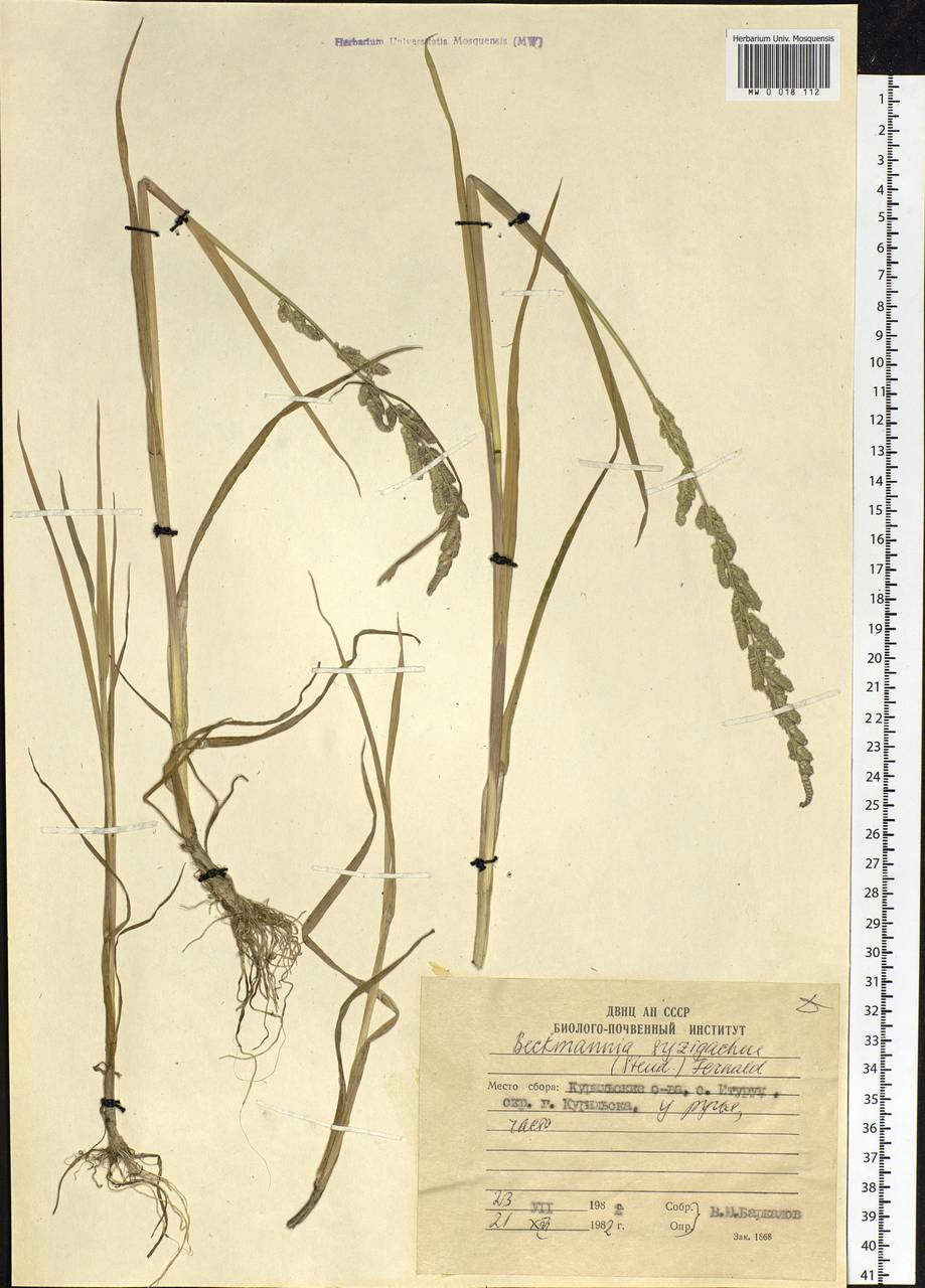 Beckmannia syzigachne (Steud.) Fernald, Siberia, Russian Far East (S6) (Russia)