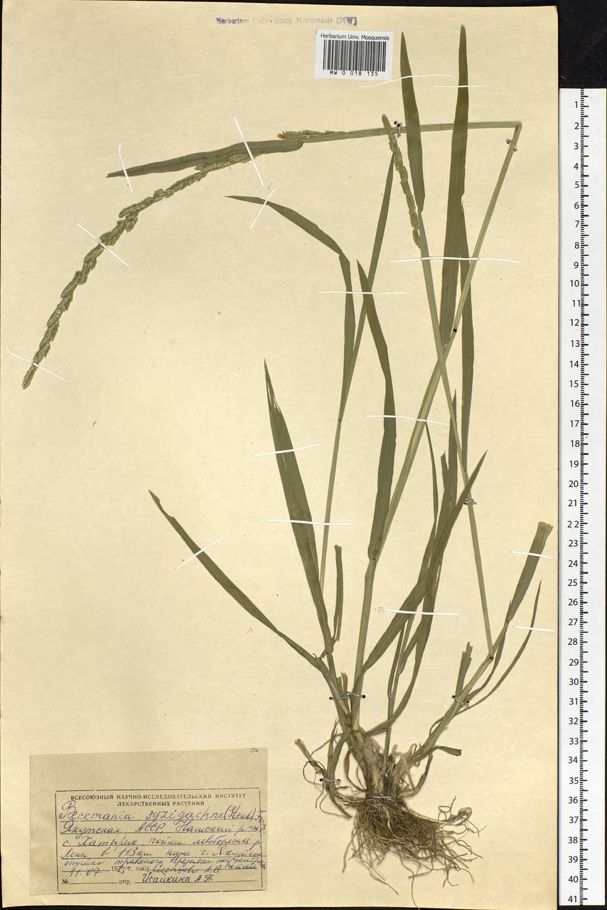 Beckmannia syzigachne (Steud.) Fernald, Siberia, Yakutia (S5) (Russia)