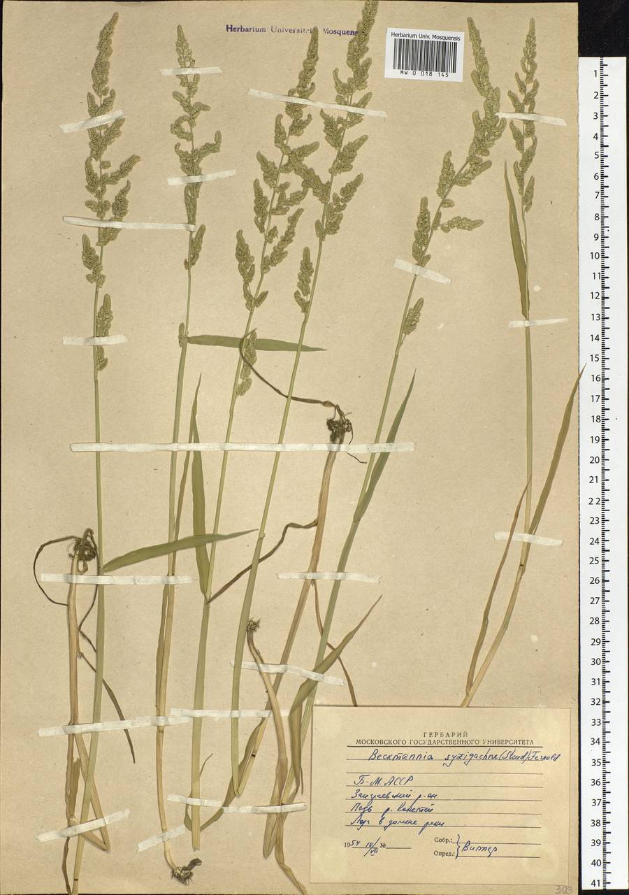 Beckmannia syzigachne (Steud.) Fernald, Siberia, Baikal & Transbaikal region (S4) (Russia)