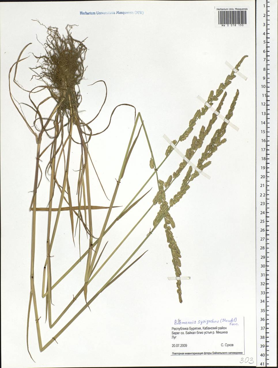Beckmannia syzigachne (Steud.) Fernald, Siberia, Baikal & Transbaikal region (S4) (Russia)