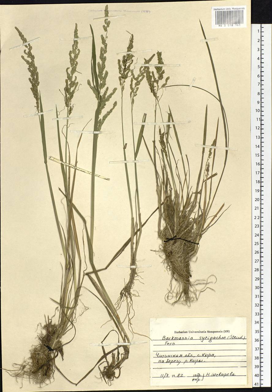 Beckmannia syzigachne (Steud.) Fernald, Siberia, Baikal & Transbaikal region (S4) (Russia)