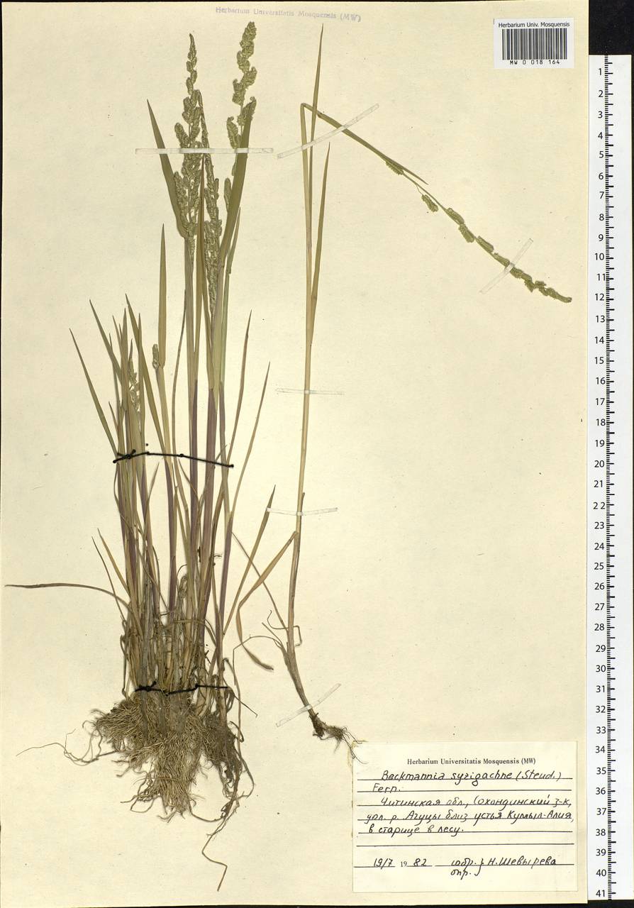 Beckmannia syzigachne (Steud.) Fernald, Siberia, Baikal & Transbaikal region (S4) (Russia)