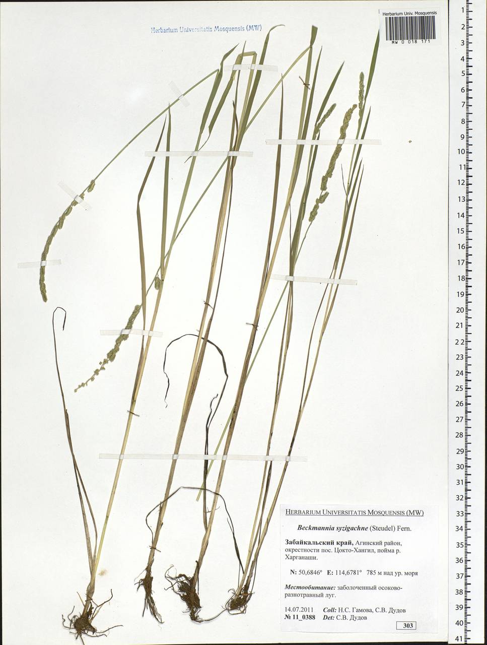 Beckmannia syzigachne (Steud.) Fernald, Siberia, Baikal & Transbaikal region (S4) (Russia)