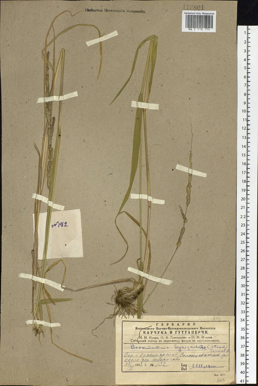 Beckmannia syzigachne (Steud.) Fernald, Siberia, Central Siberia (S3) (Russia)