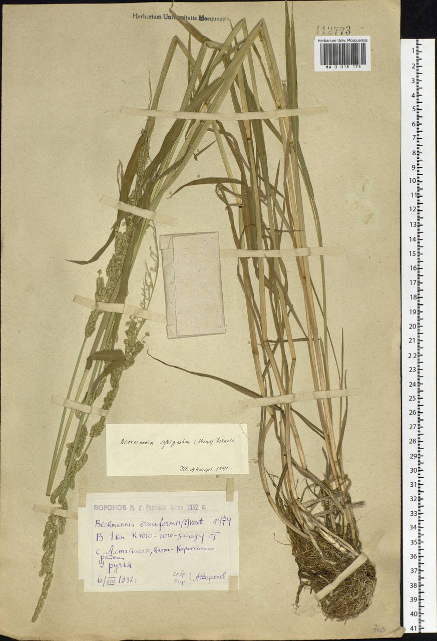 Beckmannia syzigachne (Steud.) Fernald, Siberia, Western (Kazakhstan) Altai Mountains (S2a) (Kazakhstan)