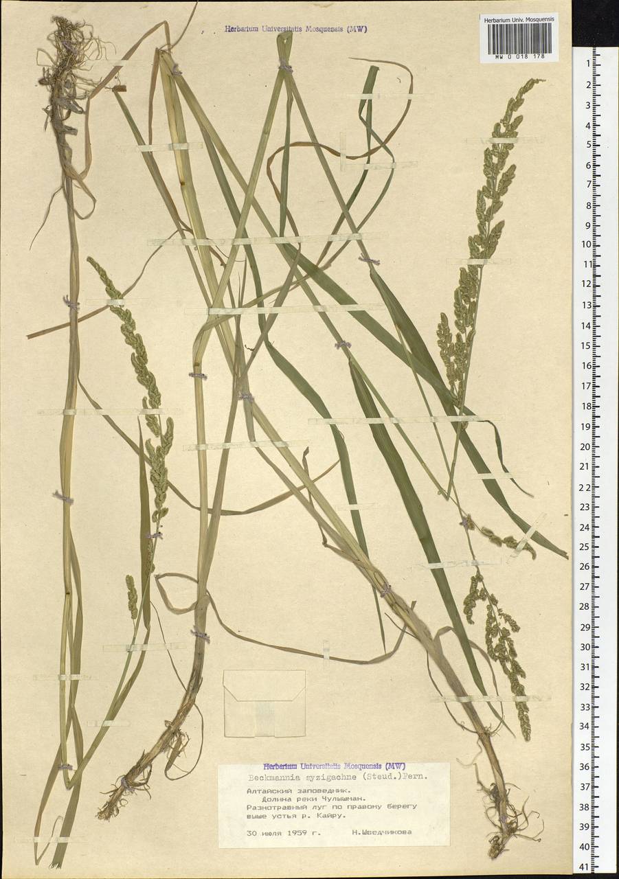 Beckmannia syzigachne (Steud.) Fernald, Siberia, Altai & Sayany Mountains (S2) (Russia)