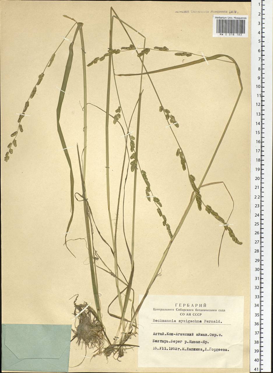 Beckmannia syzigachne (Steud.) Fernald, Siberia, Altai & Sayany Mountains (S2) (Russia)