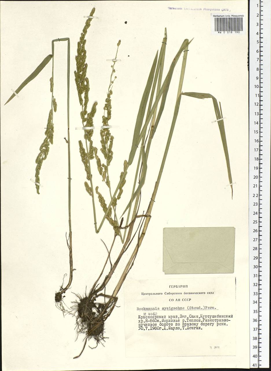 Beckmannia syzigachne (Steud.) Fernald, Siberia, Altai & Sayany Mountains (S2) (Russia)