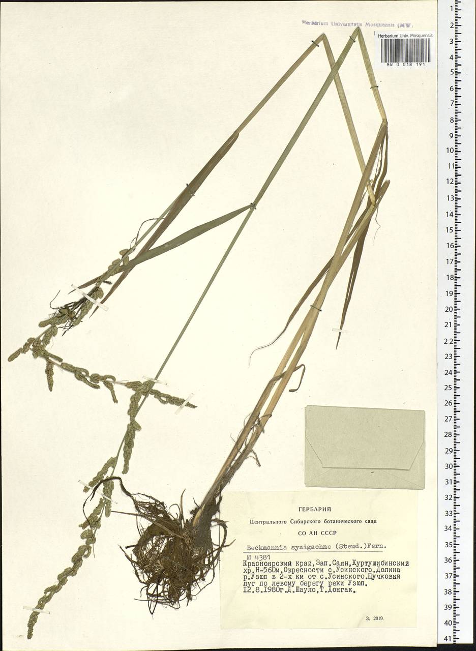 Beckmannia syzigachne (Steud.) Fernald, Siberia, Altai & Sayany Mountains (S2) (Russia)