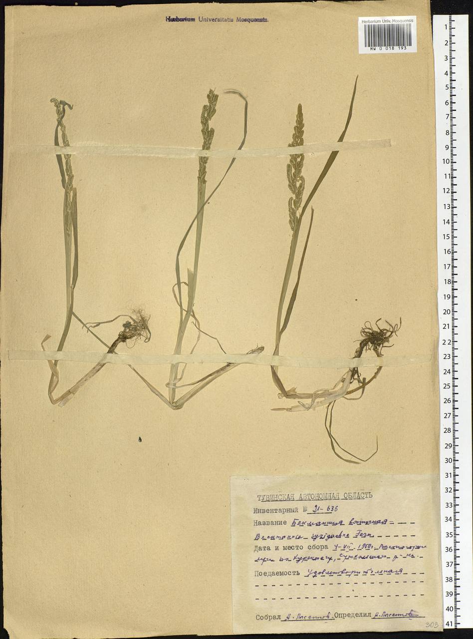 Beckmannia syzigachne (Steud.) Fernald, Siberia, Altai & Sayany Mountains (S2) (Russia)