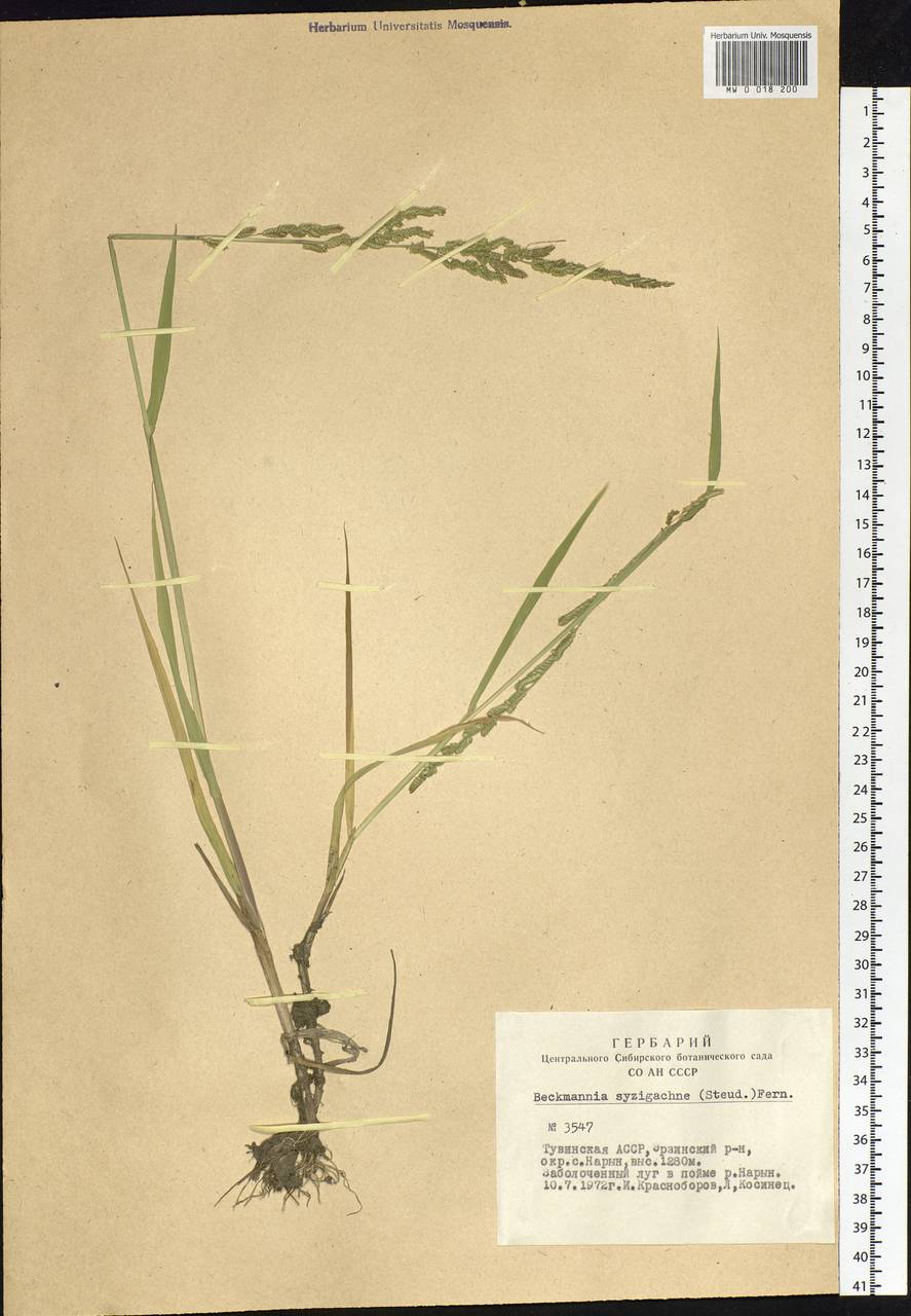 Beckmannia syzigachne (Steud.) Fernald, Siberia, Altai & Sayany Mountains (S2) (Russia)