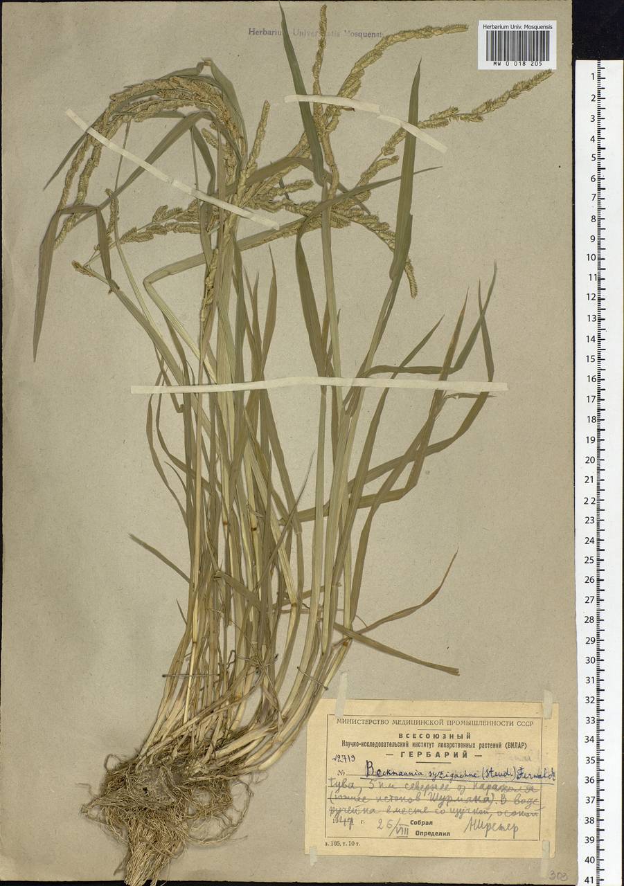 Beckmannia syzigachne (Steud.) Fernald, Siberia, Altai & Sayany Mountains (S2) (Russia)