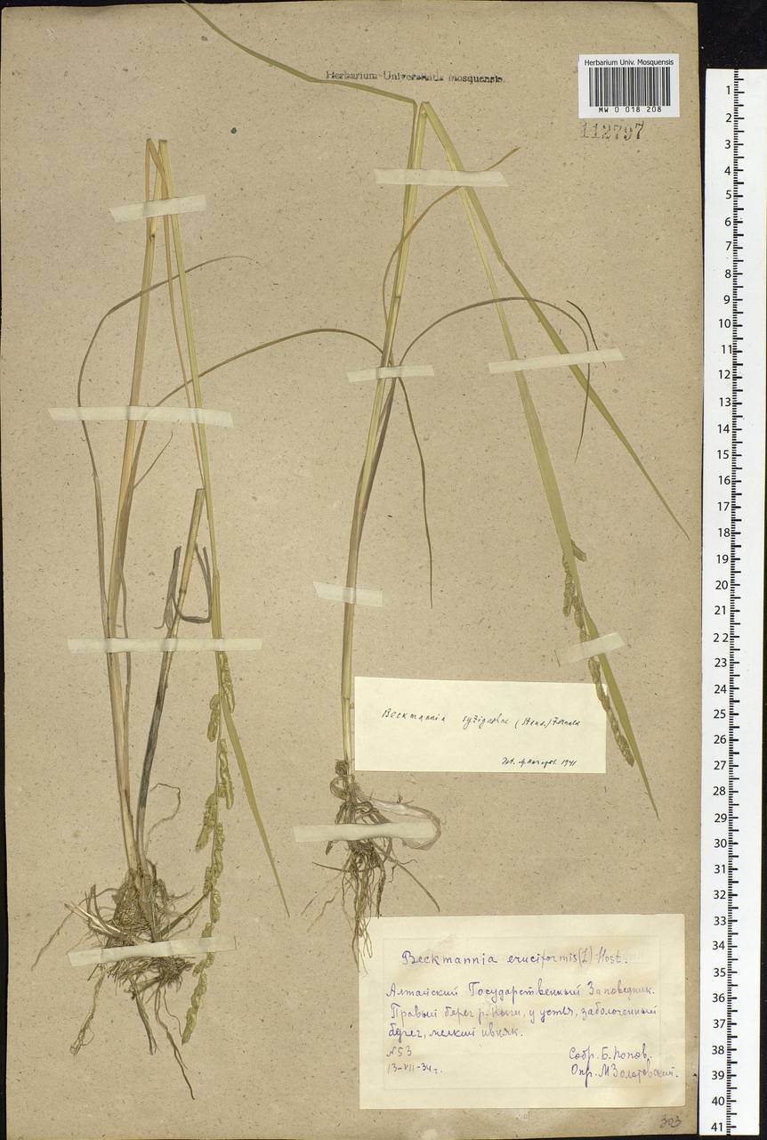 Beckmannia syzigachne (Steud.) Fernald, Siberia, Altai & Sayany Mountains (S2) (Russia)