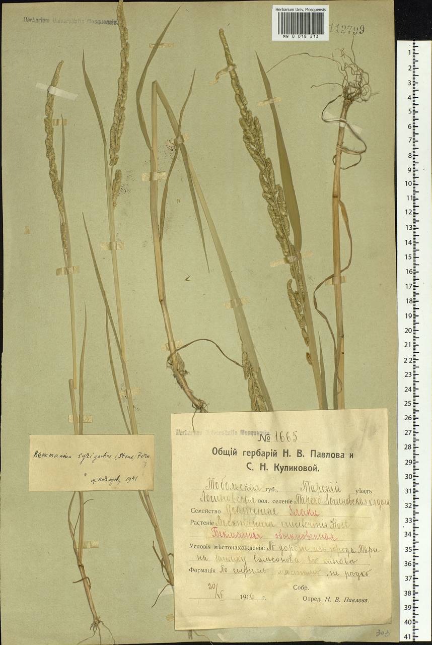 Beckmannia syzigachne (Steud.) Fernald, Siberia, Western Siberia (S1) (Russia)