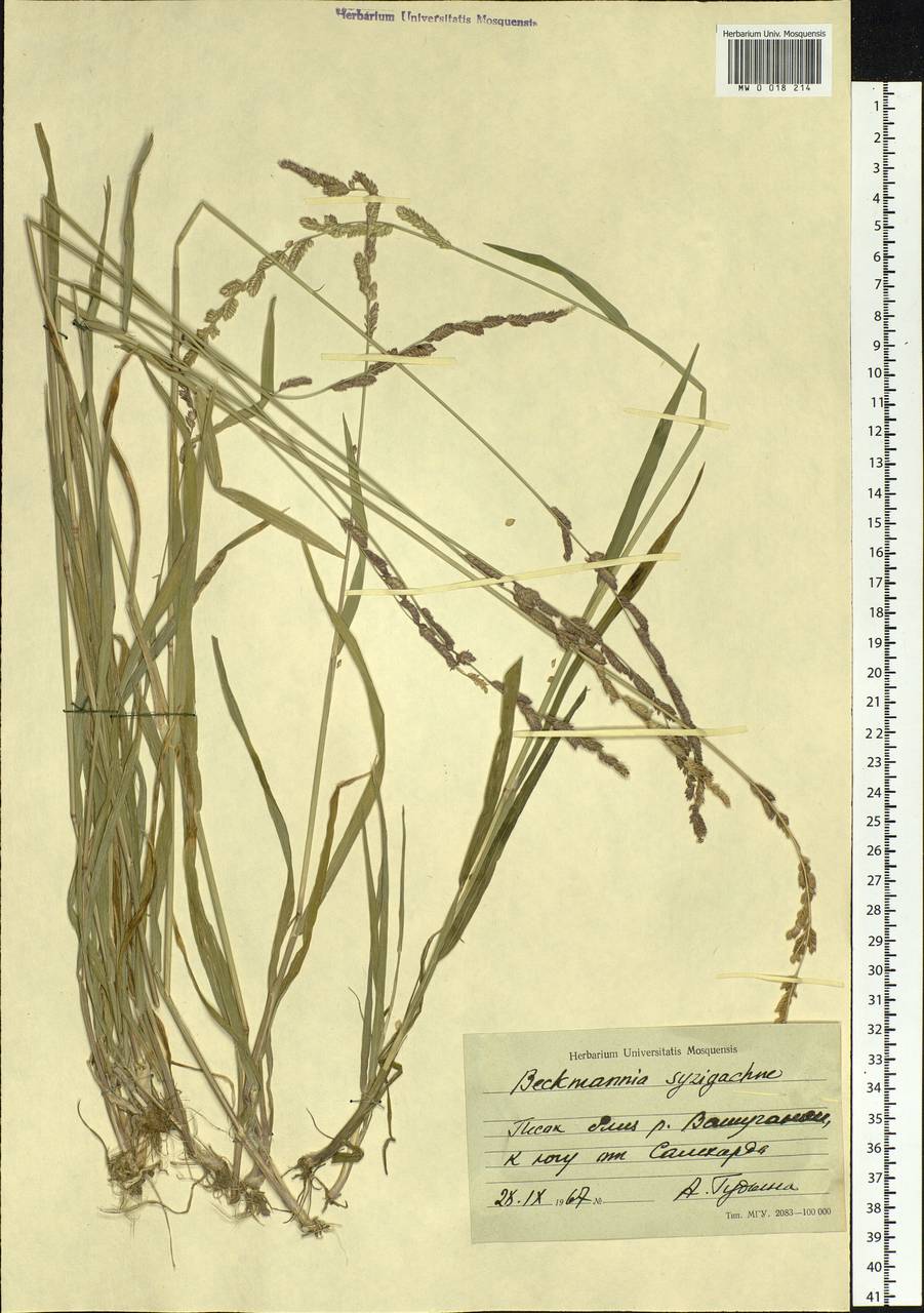 Beckmannia syzigachne (Steud.) Fernald, Siberia, Western Siberia (S1) (Russia)