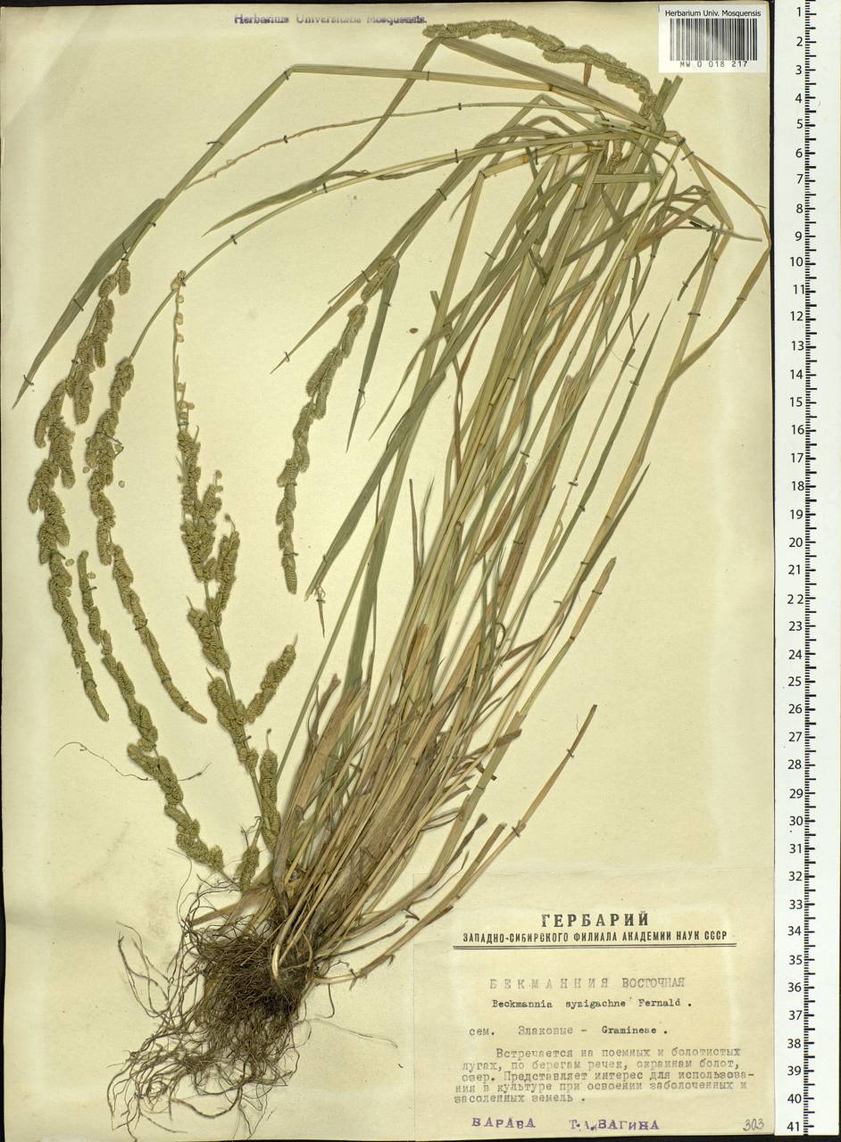 Beckmannia syzigachne (Steud.) Fernald, Siberia, Western Siberia (S1) (Russia)