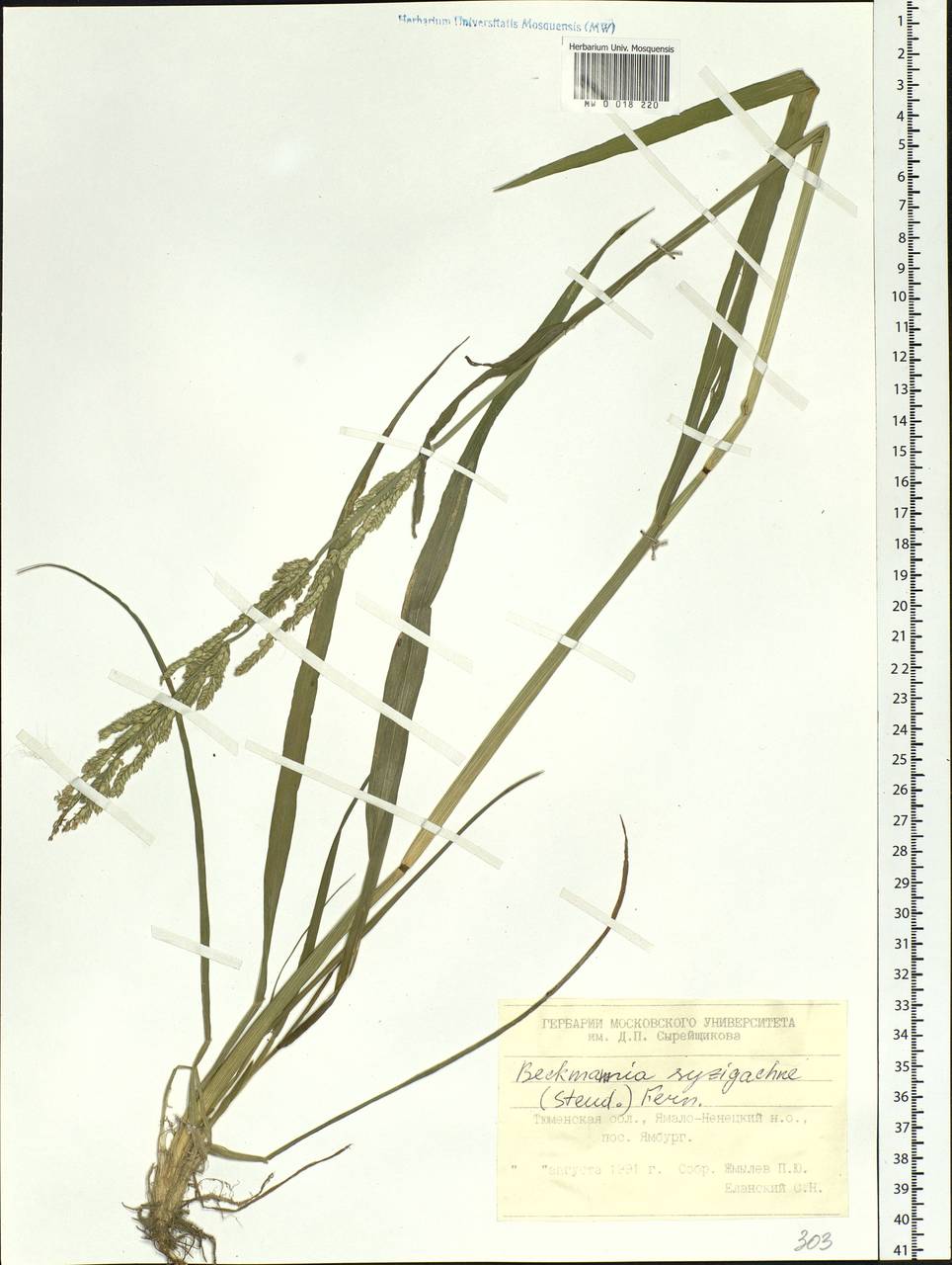 Beckmannia syzigachne (Steud.) Fernald, Siberia, Western Siberia (S1) (Russia)