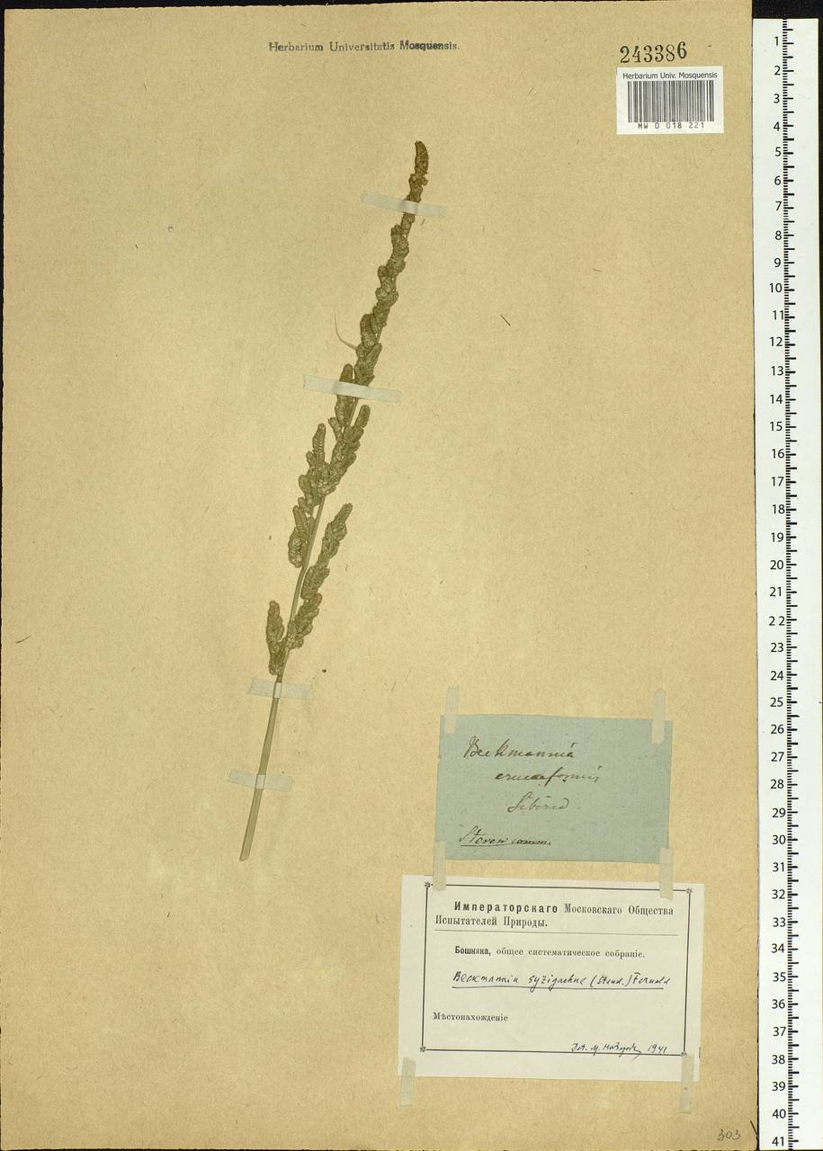 Beckmannia syzigachne (Steud.) Fernald, Siberia (no precise locality) (S0) (Russia)