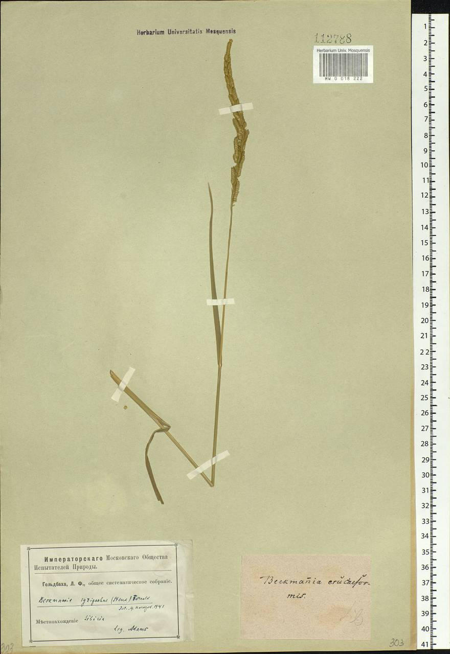 Beckmannia syzigachne (Steud.) Fernald, Siberia (no precise locality) (S0) (Russia)