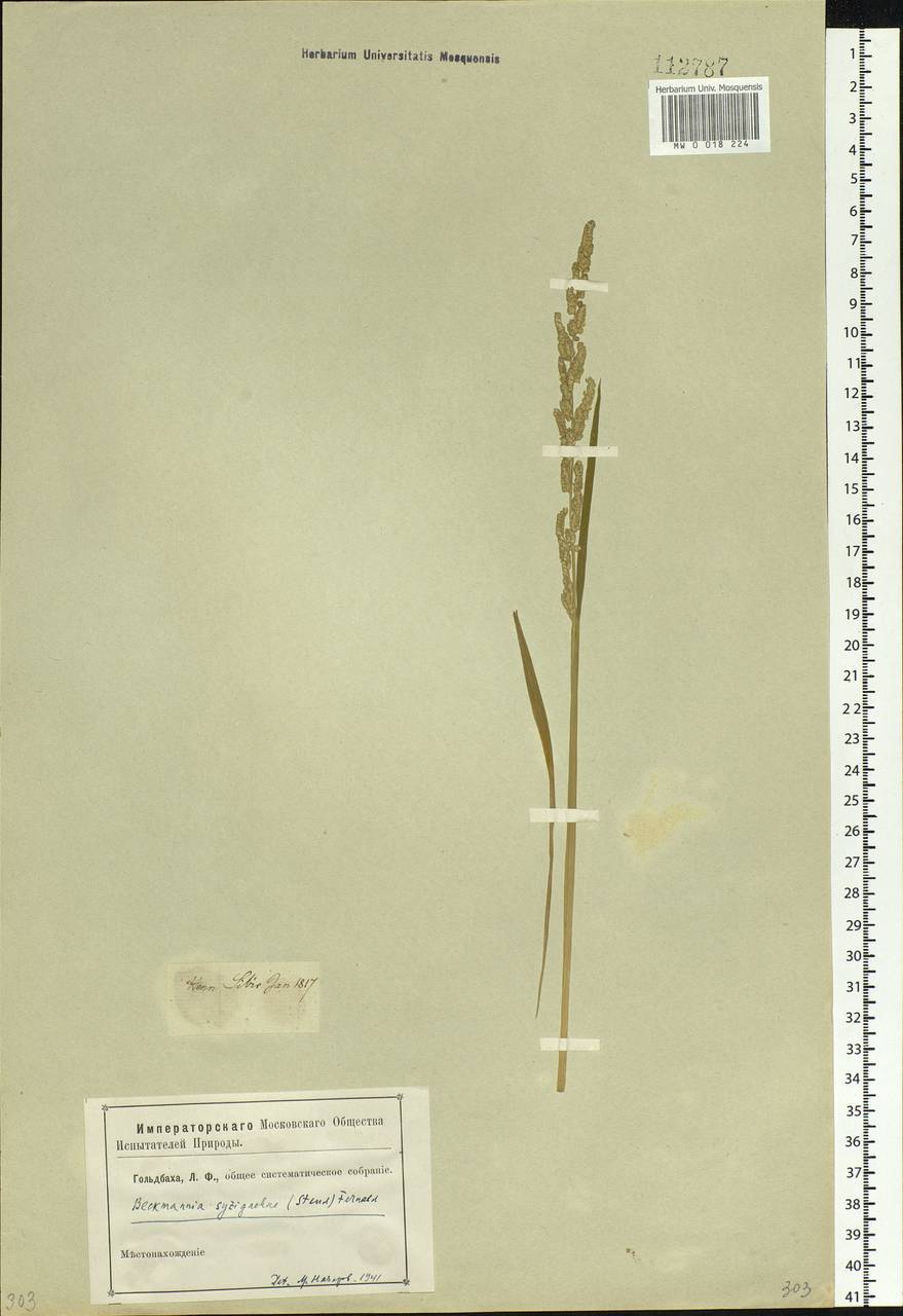 Beckmannia syzigachne (Steud.) Fernald, Siberia (no precise locality) (S0) (Russia)