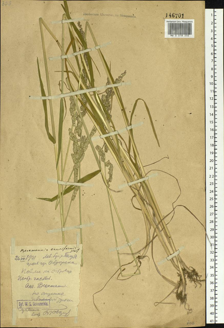 Beckmannia eruciformis (L.) Host, Siberia, Western Siberia (S1) (Russia)