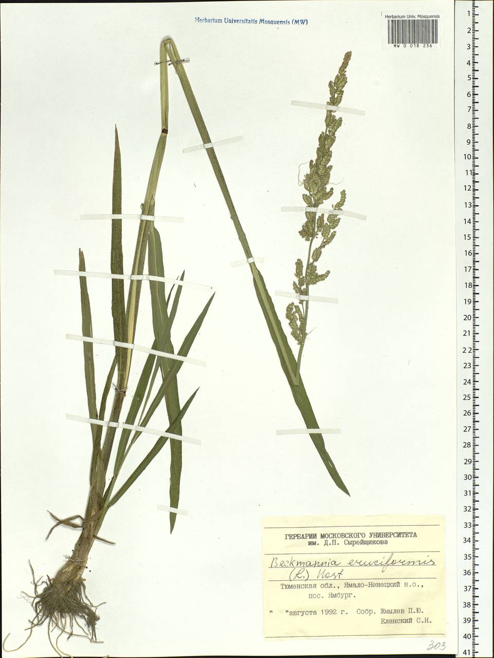 Beckmannia eruciformis (L.) Host, Siberia, Western Siberia (S1) (Russia)