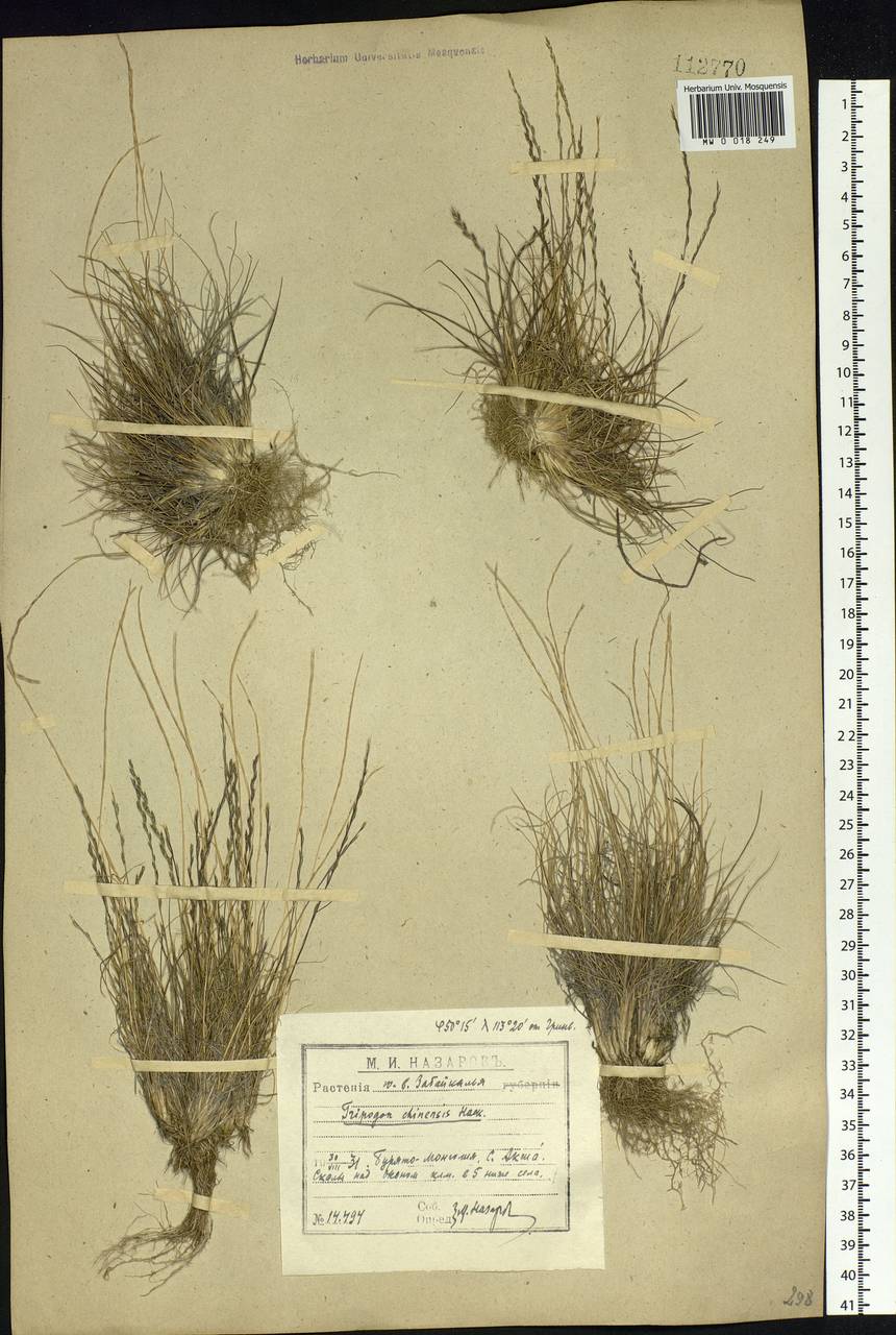 Tripogon chinensis (Franch.) Hack., Siberia, Baikal & Transbaikal region (S4) (Russia)