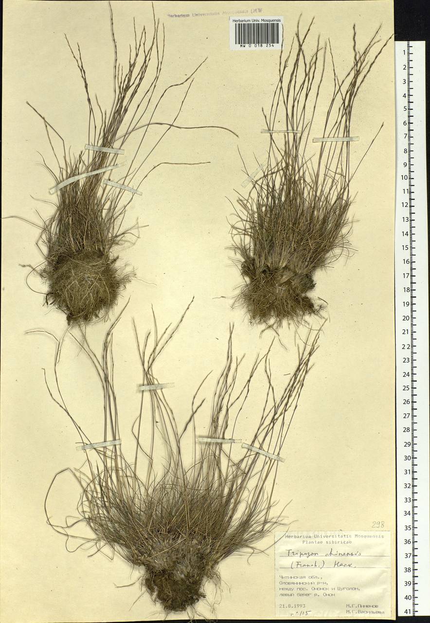Tripogon chinensis (Franch.) Hack., Siberia, Baikal & Transbaikal region (S4) (Russia)