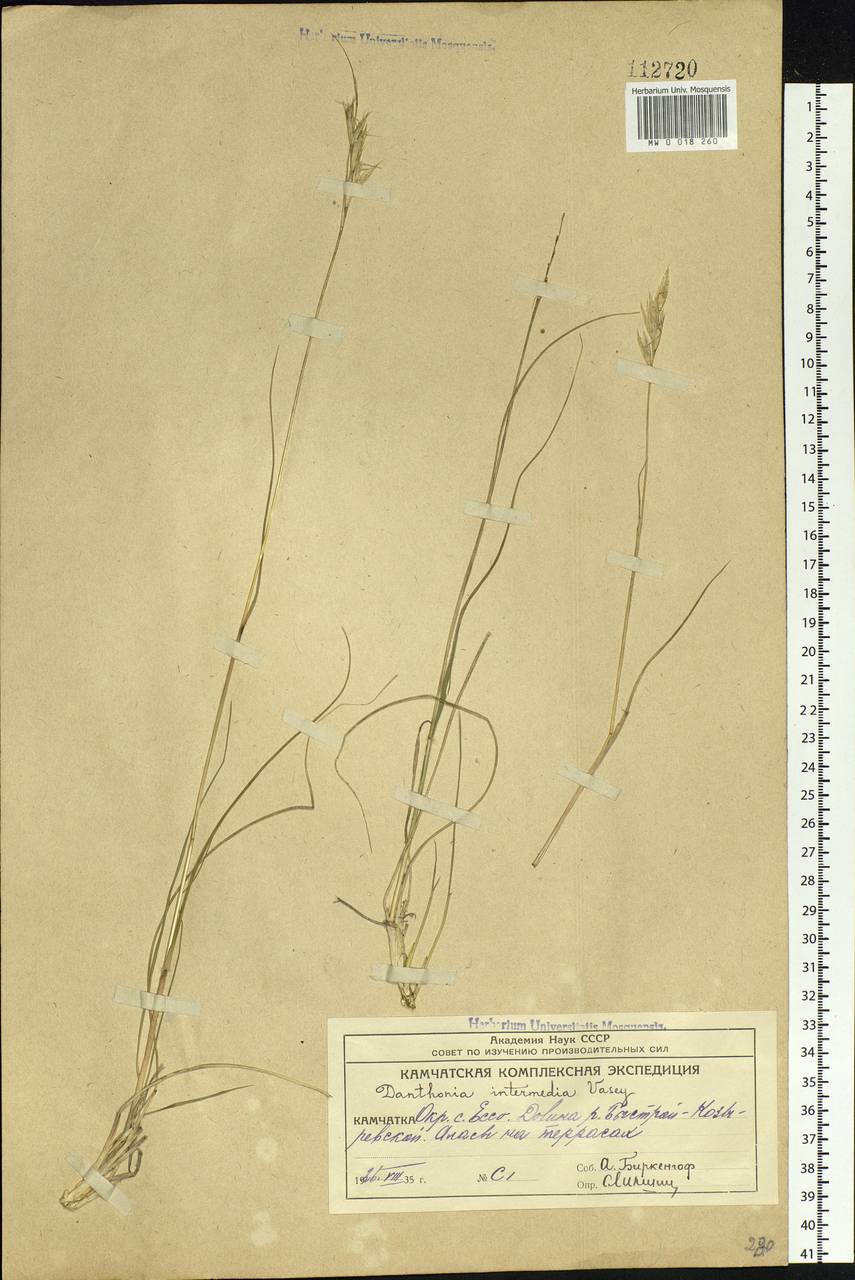 Danthonia intermedia Vasey, Siberia, Chukotka & Kamchatka (S7) (Russia)