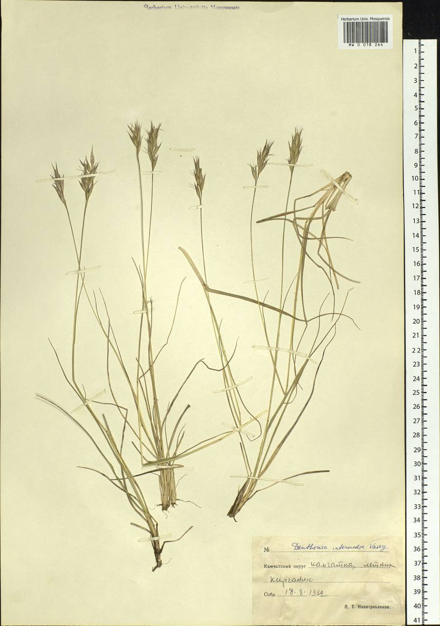 Danthonia intermedia Vasey, Siberia, Chukotka & Kamchatka (S7) (Russia)