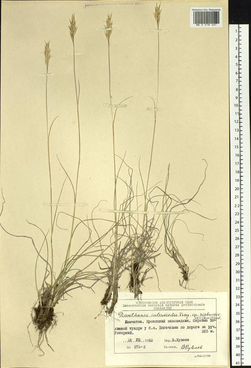 Danthonia intermedia Vasey, Siberia, Chukotka & Kamchatka (S7) (Russia)