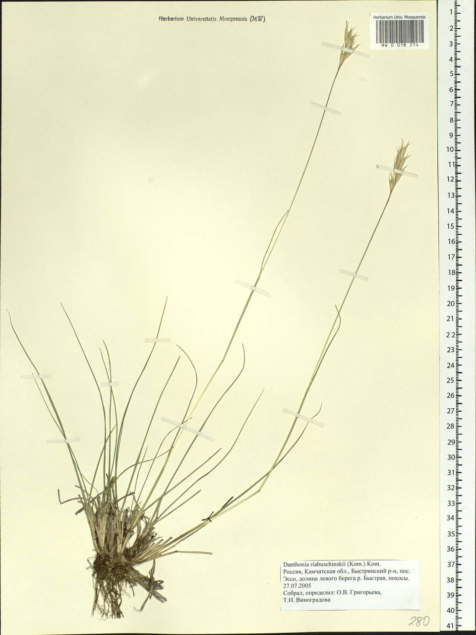 Danthonia intermedia Vasey, Siberia, Chukotka & Kamchatka (S7) (Russia)