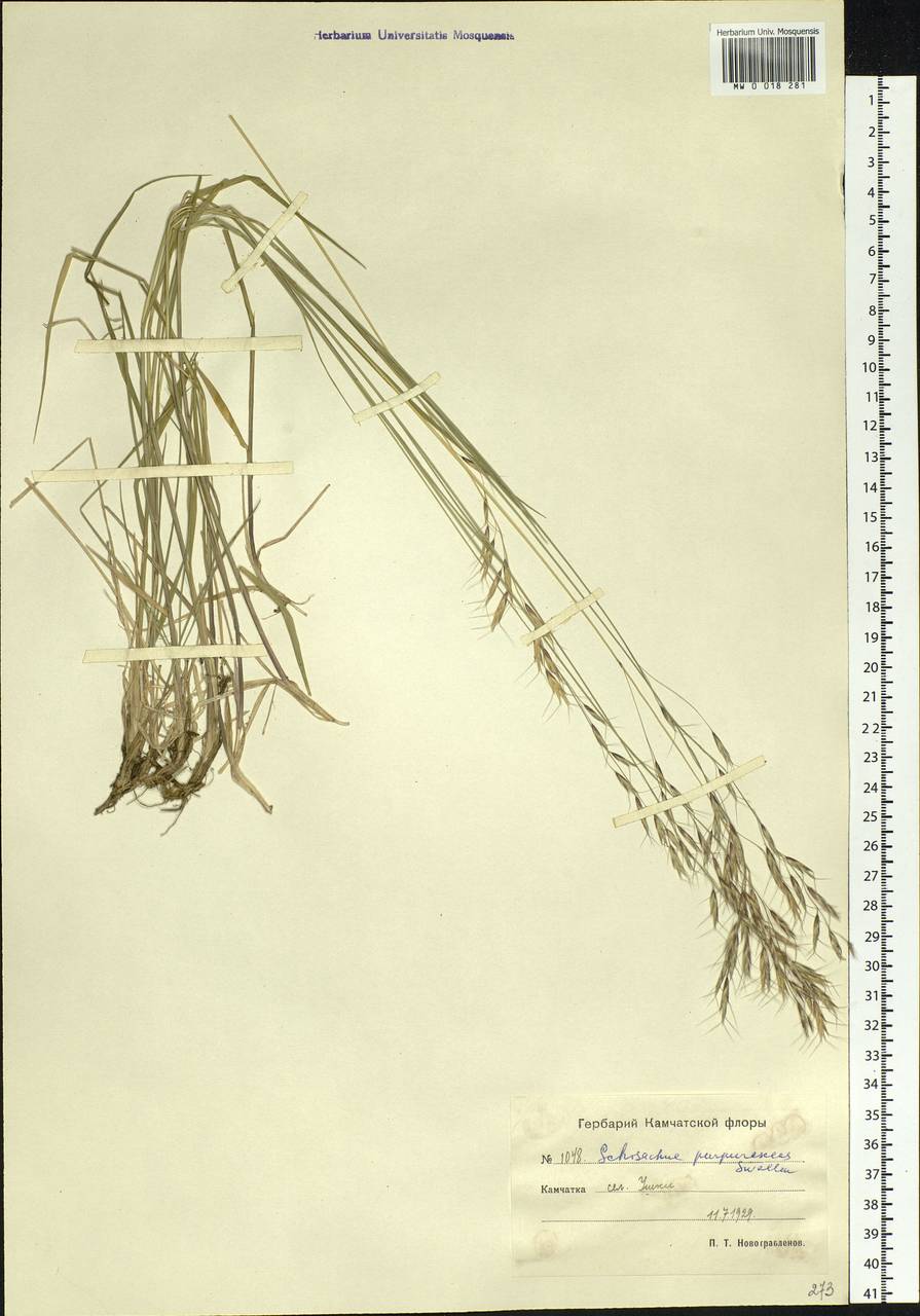 Schizachne purpurascens (Torr.) Swallen, Siberia, Chukotka & Kamchatka (S7) (Russia)