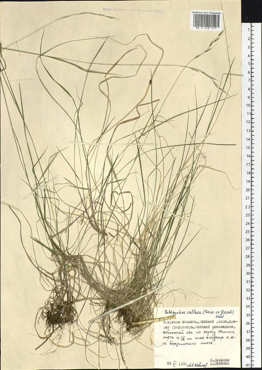 Schizachne purpurascens subsp. callosa (Turcz. ex Griseb.) T.Koyama & Kawano, Siberia, Russian Far East (S6) (Russia)