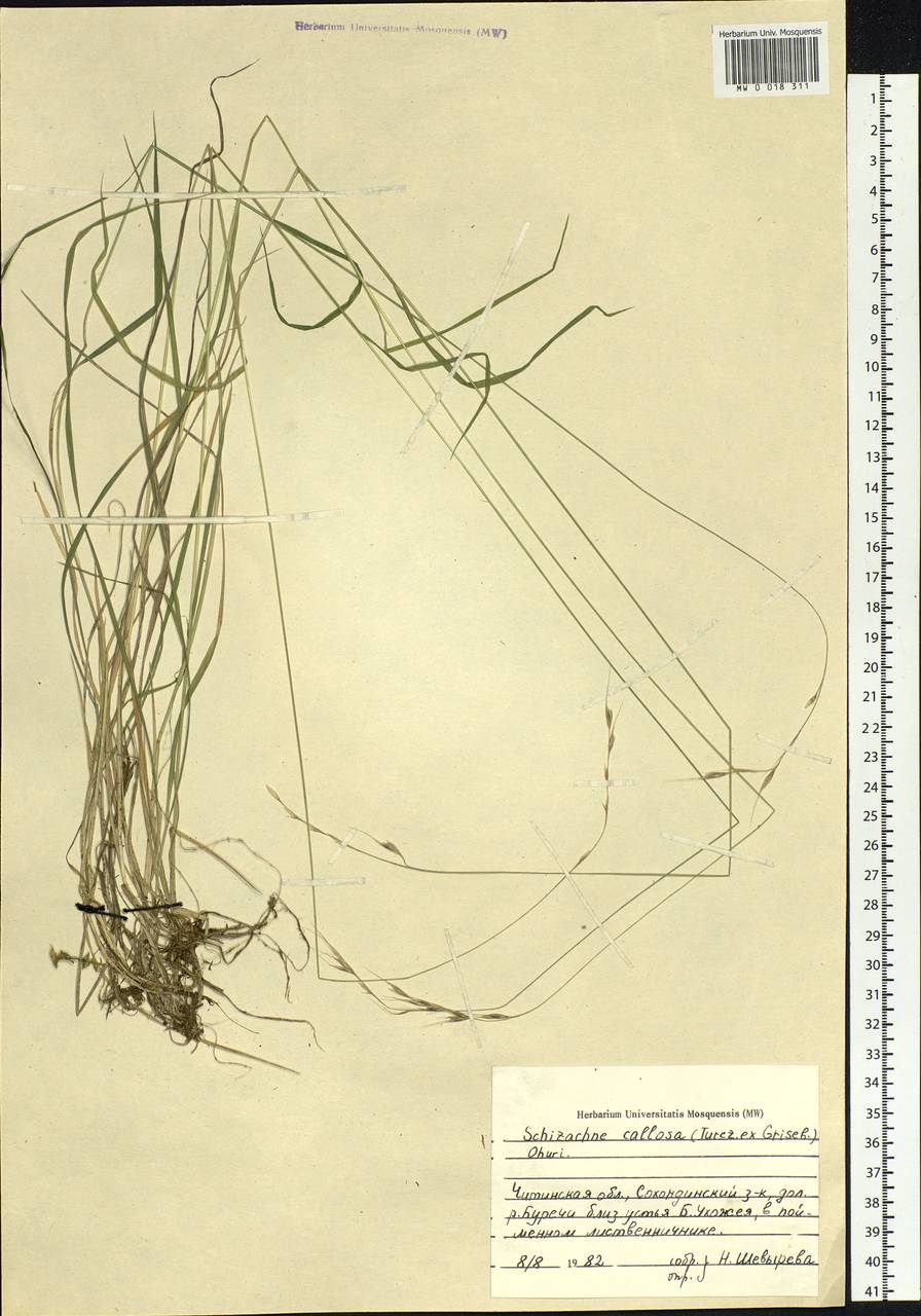 Schizachne purpurascens subsp. callosa (Turcz. ex Griseb.) T.Koyama & Kawano, Siberia, Baikal & Transbaikal region (S4) (Russia)