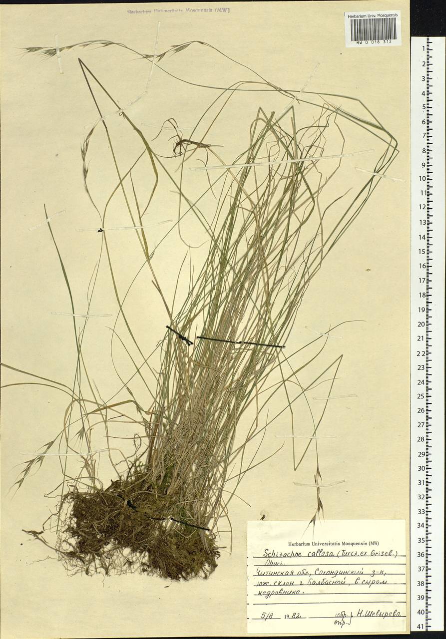 Schizachne purpurascens subsp. callosa (Turcz. ex Griseb.) T.Koyama & Kawano, Siberia, Baikal & Transbaikal region (S4) (Russia)