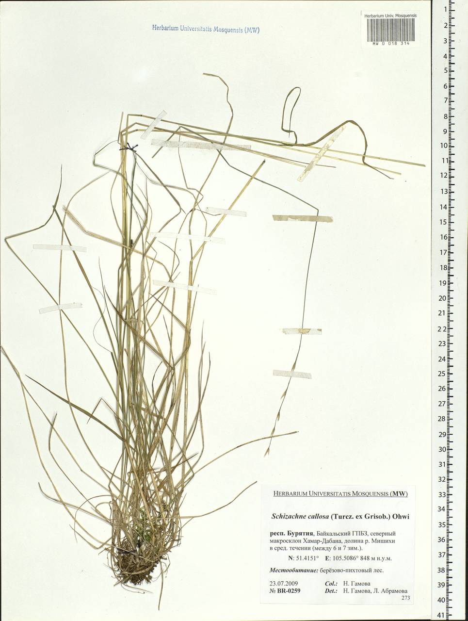 Schizachne purpurascens subsp. callosa (Turcz. ex Griseb.) T.Koyama & Kawano, Siberia, Baikal & Transbaikal region (S4) (Russia)