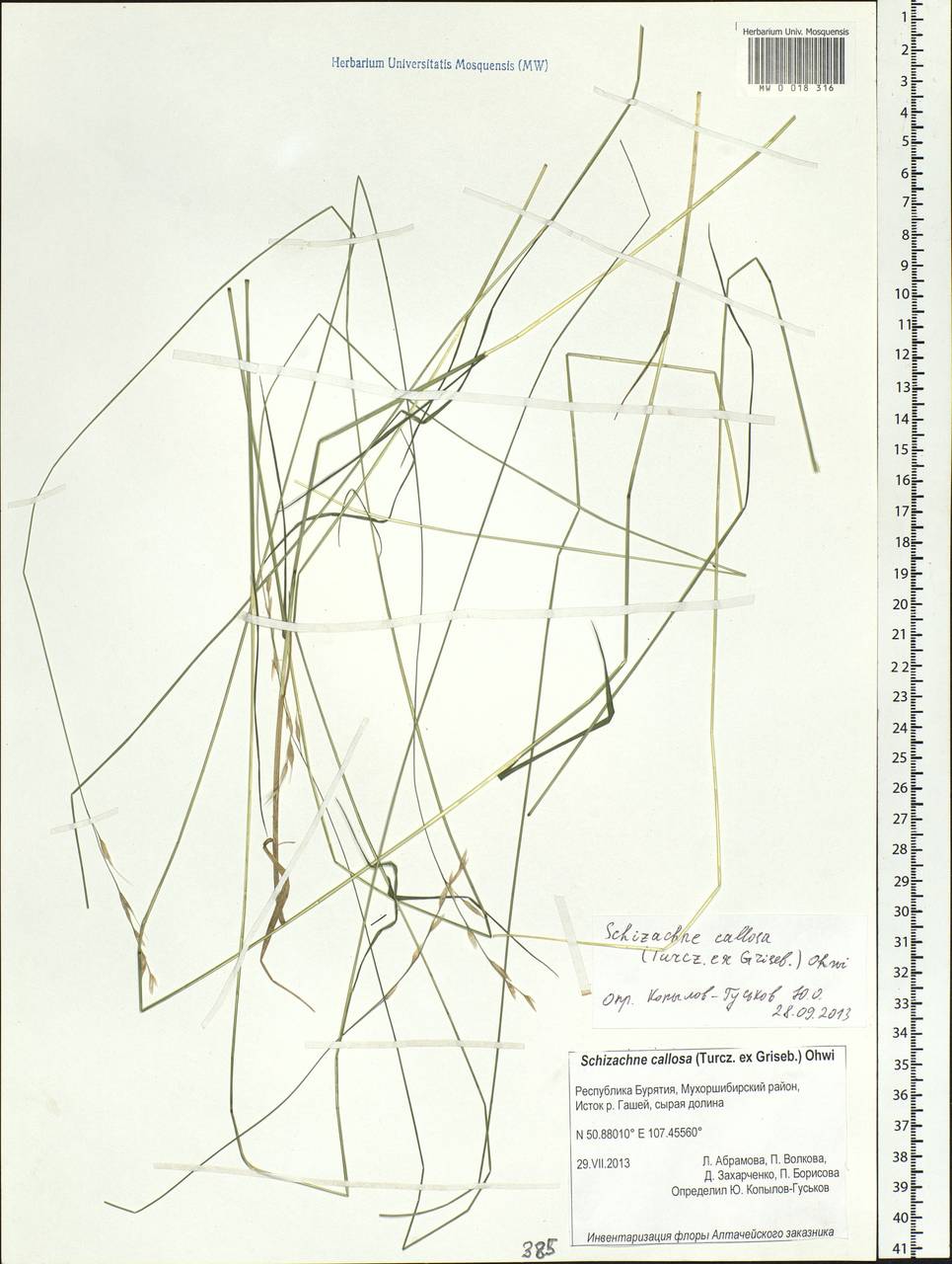 Schizachne purpurascens subsp. callosa (Turcz. ex Griseb.) T.Koyama & Kawano, Siberia, Baikal & Transbaikal region (S4) (Russia)
