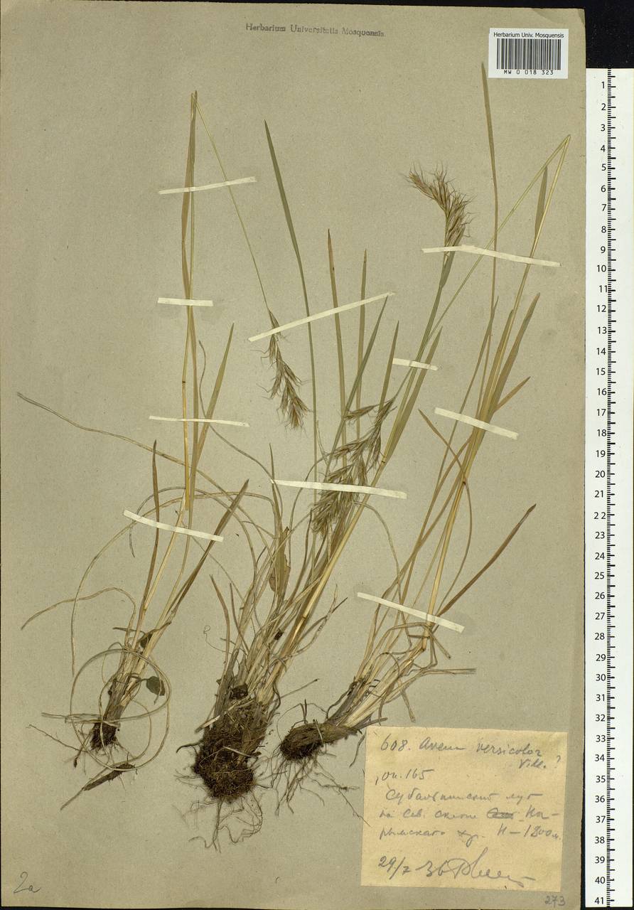 Helictochloa versicolor (Vill.) Romero Zarco, Middle Asia, Dzungarian Alatau & Tarbagatai (M5) (Kazakhstan)