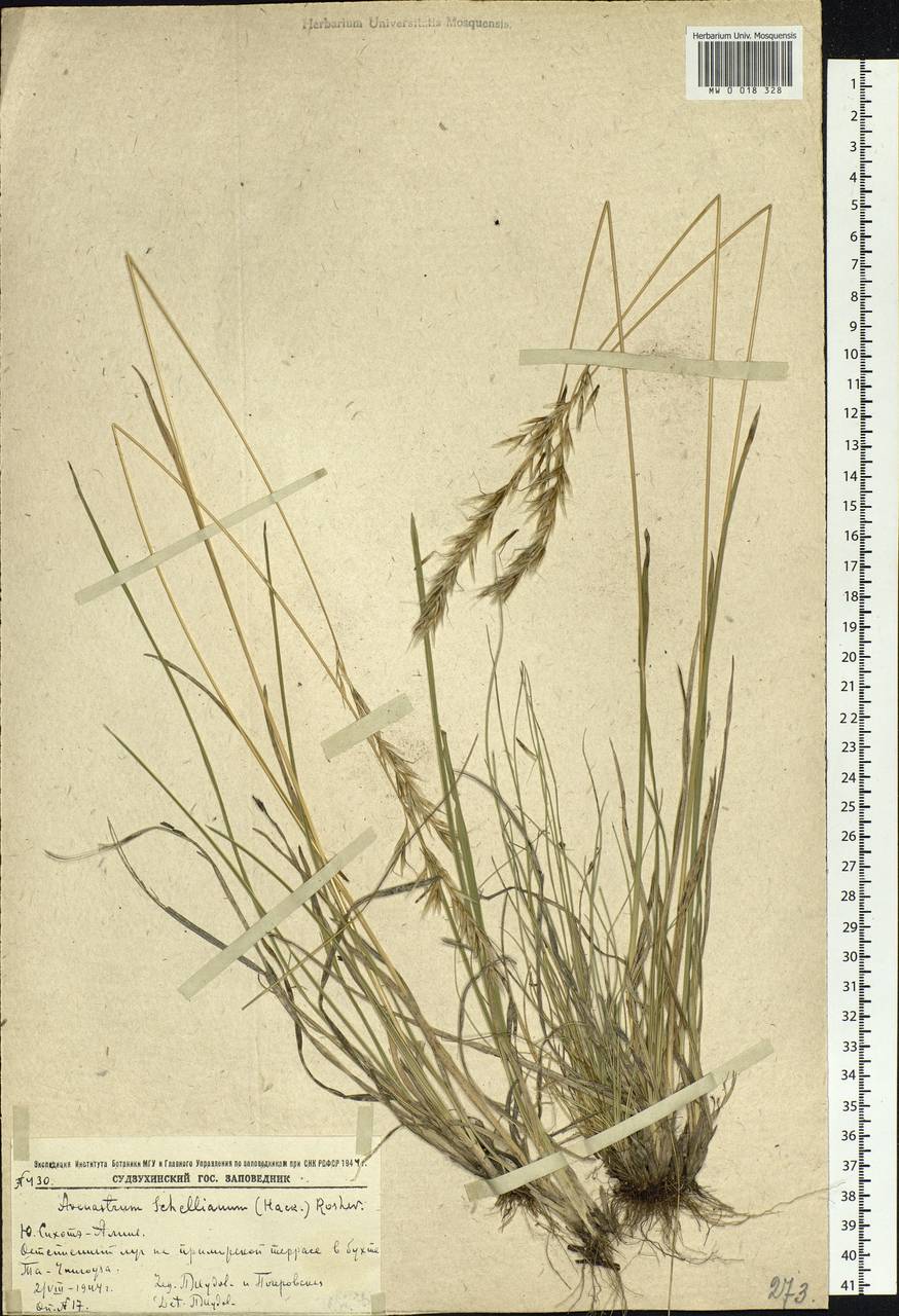 Helictochloa hookeri (Scribn.) Romero Zarco, Siberia, Russian Far East (S6) (Russia)