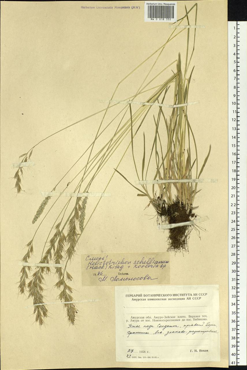 Helictochloa hookeri (Scribn.) Romero Zarco, Siberia, Russian Far East (S6) (Russia)