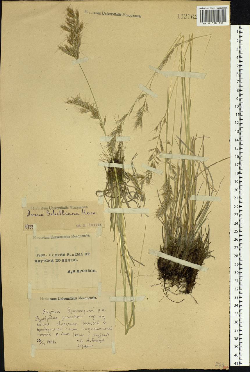 Helictochloa hookeri (Scribn.) Romero Zarco, Siberia, Yakutia (S5) (Russia)