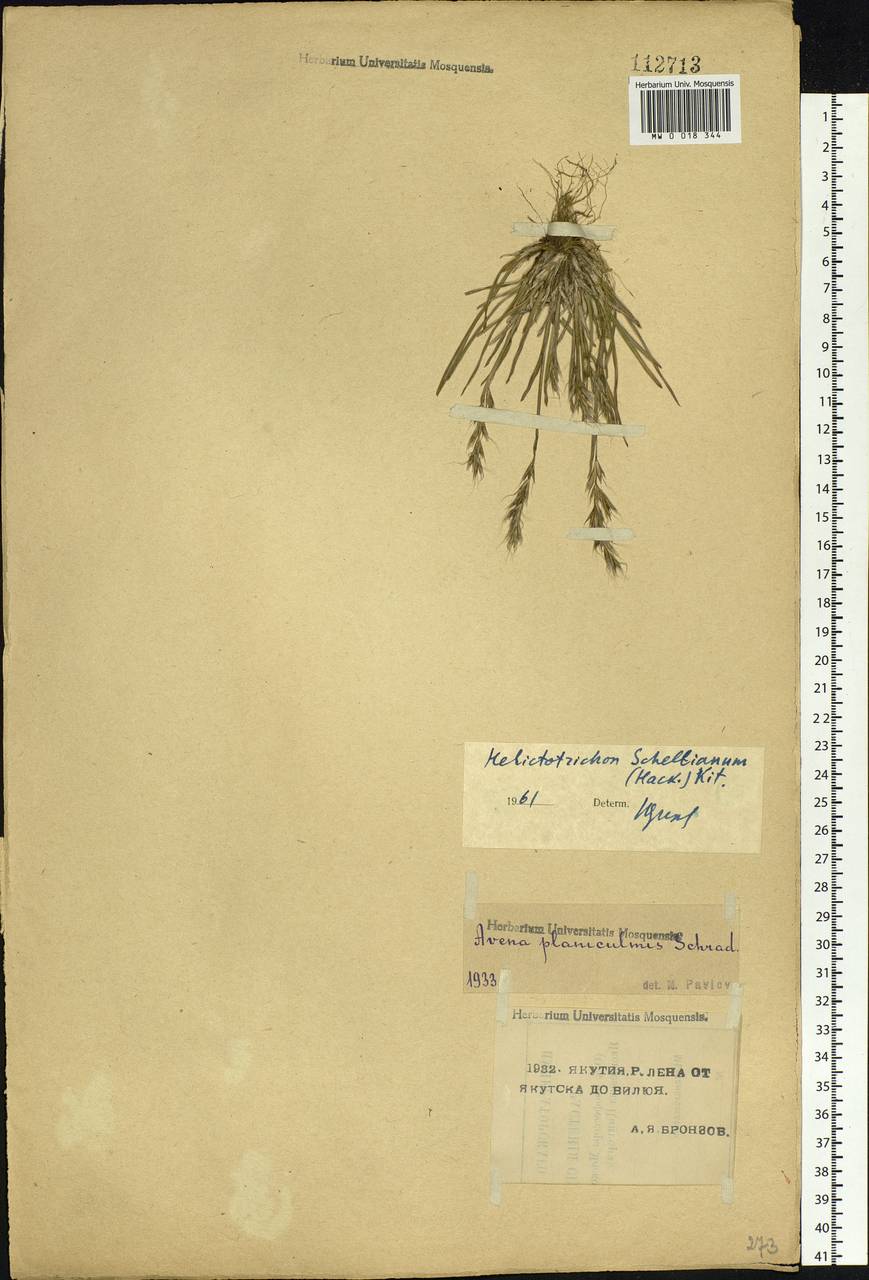 Helictochloa hookeri (Scribn.) Romero Zarco, Siberia, Yakutia (S5) (Russia)