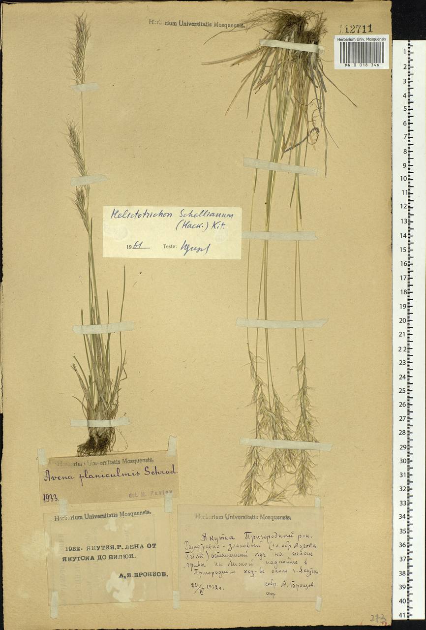 Helictochloa hookeri (Scribn.) Romero Zarco, Siberia, Yakutia (S5) (Russia)