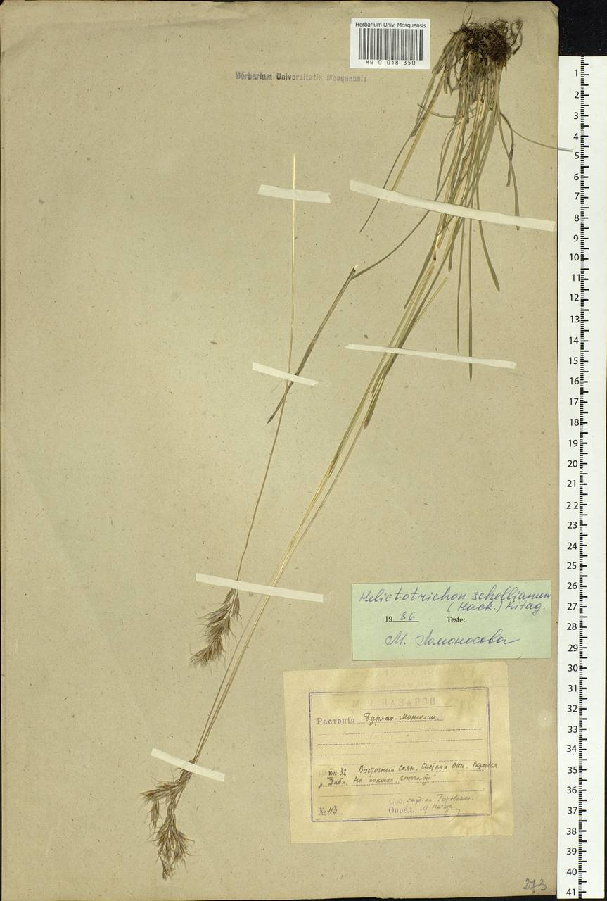 Helictochloa hookeri (Scribn.) Romero Zarco, Siberia, Baikal & Transbaikal region (S4) (Russia)