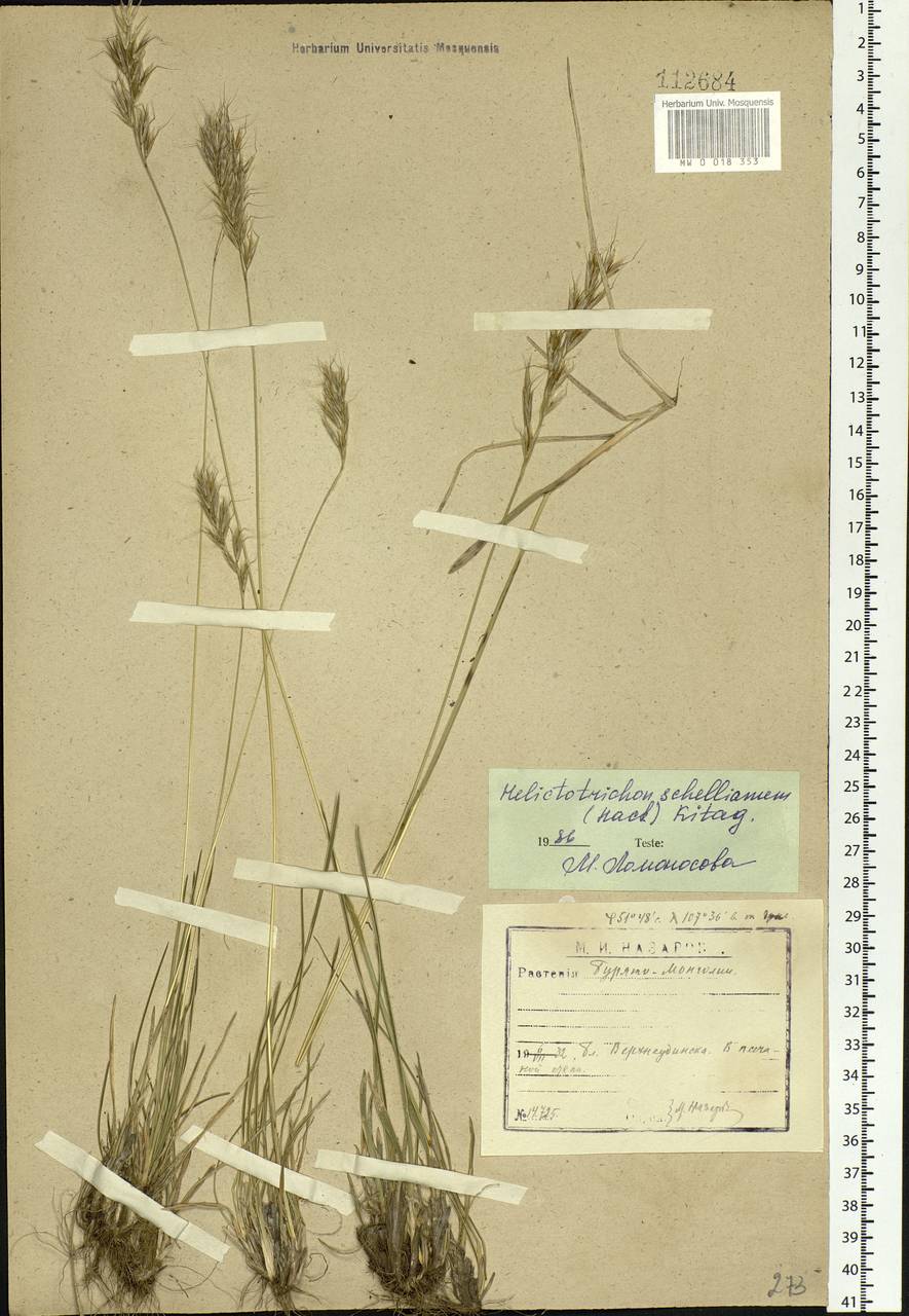 Helictochloa hookeri (Scribn.) Romero Zarco, Siberia, Baikal & Transbaikal region (S4) (Russia)