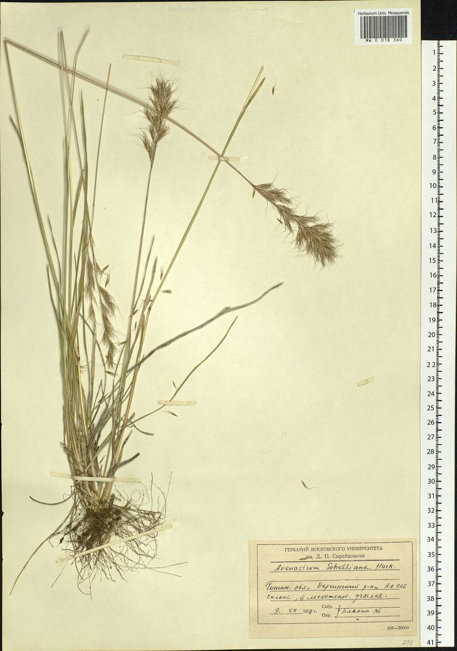 Helictochloa hookeri (Scribn.) Romero Zarco, Siberia, Baikal & Transbaikal region (S4) (Russia)