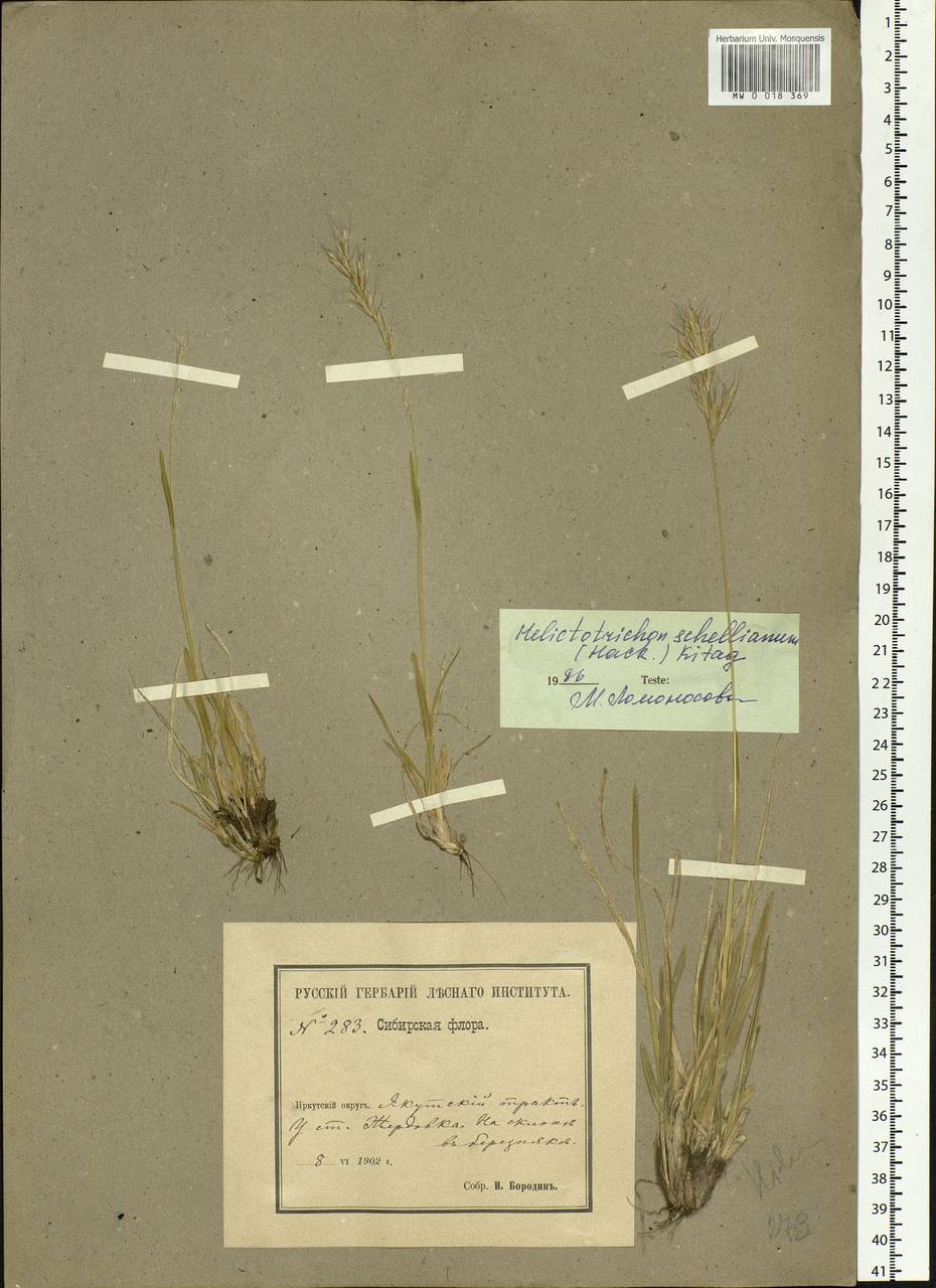 Helictochloa hookeri (Scribn.) Romero Zarco, Siberia, Baikal & Transbaikal region (S4) (Russia)